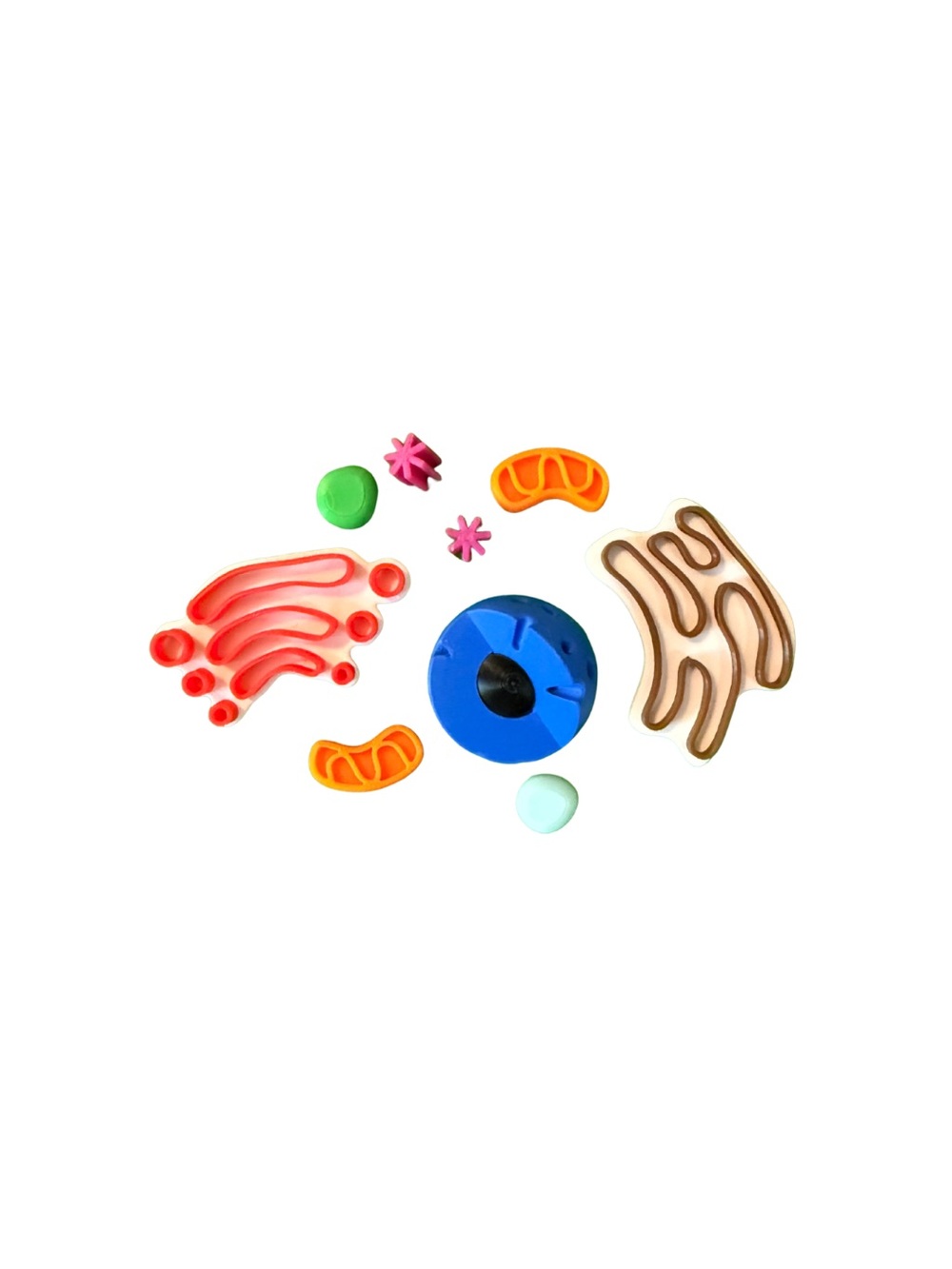 🔬 Animal Cell Puzzle Model Educational Self Contained Colorful Detailed - Picture 4 of 4